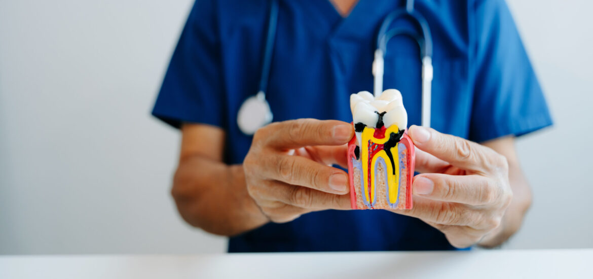 A person in blue scrubs holds a colorful tooth model, displaying dental anatomy. A stethoscope is visible, suggesting a medical or dental professional.