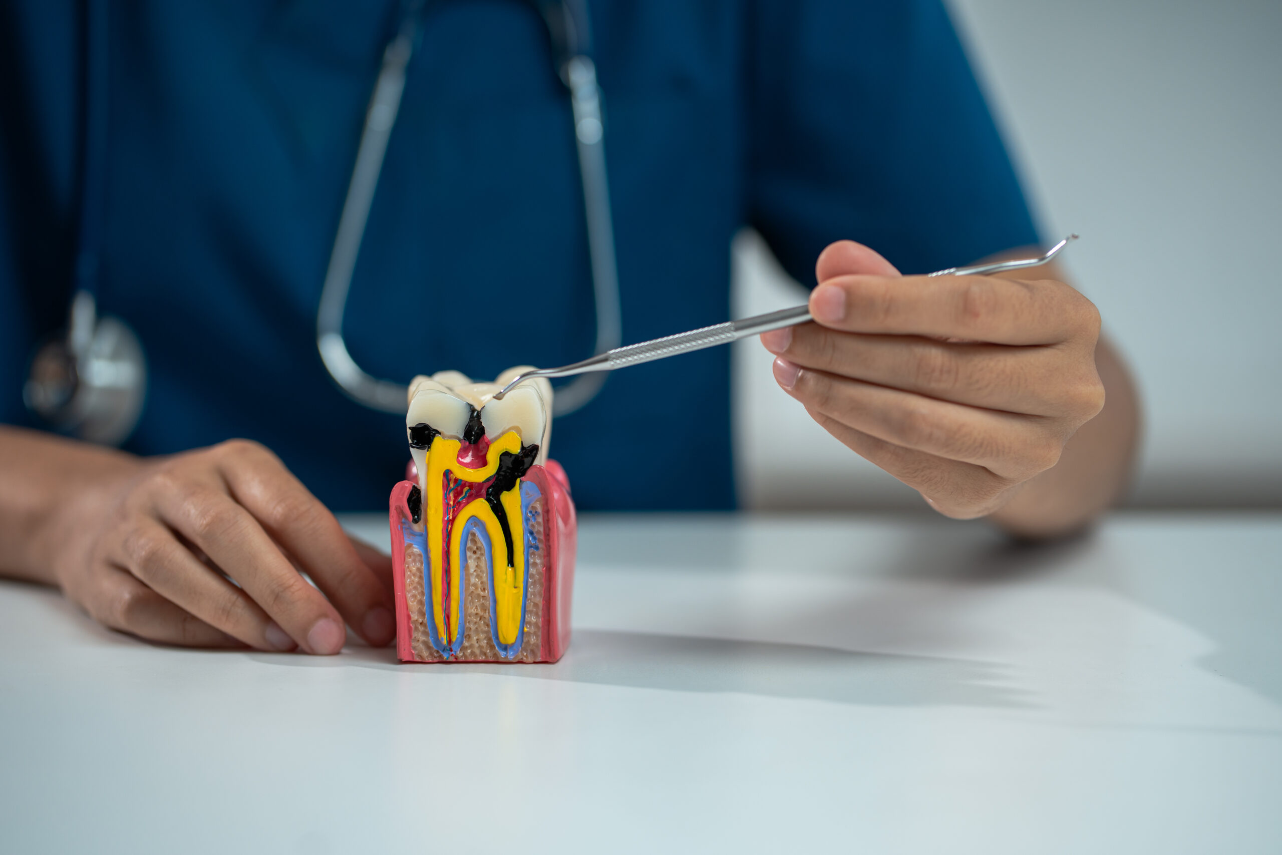 A person in scrubs holds a dental tool pointed at a tooth model displaying inner anatomy with vivid colors, illustrating a clinical teaching moment.