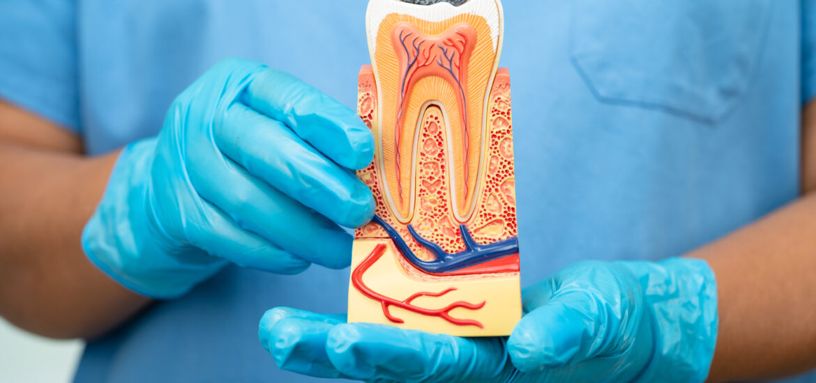 Dentist in Scottsdale holding a tooth anatomy model while explaining dental implants and oral health structure.